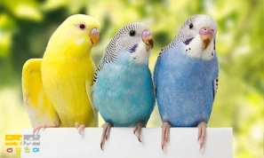 Û±Û° ÙÚ©ØªÙ Ø·ÙØ§ÛÛ Ø¨Ø±Ø§Û ØªØ±Ø¨ÛØª Ù
رغ Ø¹Ø´Ù Ø¯Ø³Øªâ Ø¢Ù
ÙØ²