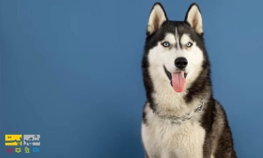 Ù…Ø¹Ø±ÙÛŒ Ú©Ø§Ù…Ù„ØŒ Ù†Ø­ÙˆÙ‡ Ù†Ú¯Ù‡Ø¯Ø§Ø±ÛŒ Ùˆ ØªØºØ°ÛŒÙ‡ Ù†Ú˜Ø§Ø¯ Ø³Ú¯ Ù‡Ø§Ø³Ú©ÛŒ