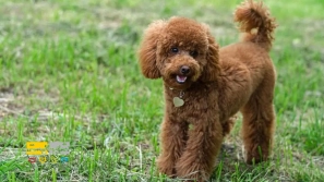 &Ucirc;&sup1; &Ugrave;&dagger;&Uacute;&tilde;&Oslash;&sect;&Oslash;&macr; &Oslash;&uml;&Oslash;&plusmn;&Oslash;&ordf;&Oslash;&plusmn; &Oslash;&sup3;&Uacute;&macr; &Ugrave;&Dagger;&Oslash;&sect;&Ucirc;&OElig; &Oslash;&sup1;&Oslash;&plusmn;&Ugrave;&circ;&Oslash;&sup3;&Uacute;&copy;&Ucirc;&OElig; &Oslash;&uml;&Oslash;&plusmn;&Oslash;&sect;&Ucirc;&OElig; &Ugrave;&Dagger;&Ugrave;&hellip;&Oslash;&macr;&Ugrave;&hellip;&Ucirc;&OElig; &Ugrave;&circ; &Oslash;&cent;&Oslash;&plusmn;&Oslash;&sect;&Ugrave;&hellip;&Oslash;&acute;