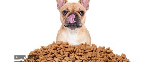 غذای خشک سگ چیست و چه مزایا و معایبی دارد؟