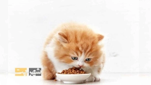 &Oslash;&uml;&Ugrave;&Dagger;&Oslash;&ordf;&Oslash;&plusmn;&Ucirc;&OElig;&Ugrave;&dagger; &Oslash;&ordm;&Oslash;&deg;&Oslash;&sect;&Ucirc;&OElig; &Oslash;&reg;&Oslash;&acute;&Uacute;&copy; &Uacute;&macr;&Oslash;&plusmn;&Oslash;&uml;&Ugrave;&Dagger; &Ugrave;&frac34;&Oslash;&plusmn;&Oslash;&acute;&Ucirc;&OElig;&Ugrave;&dagger;: &Oslash;&uml;&Oslash;&plusmn;&Oslash;&plusmn;&Oslash;&sup3;&Ucirc;&OElig; &Uacute;&copy;&Oslash;&sect;&Ugrave;&hellip;&Ugrave;&bdquo; &Ucirc;&micro; &Oslash;&uml;&Oslash;&plusmn;&Ugrave;&dagger;&Oslash;&macr; &Ugrave;&hellip;&Oslash;&shy;&Oslash;&uml;&Ugrave;&circ;&Oslash;&uml;