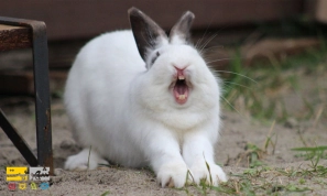 ÚØ±Ø§ Ø®Ø±Ú¯ÙØ´âÙØ§ ÙÙ
ÛØ´Ù Ø¯ÙØ¨Ø§Ù جÙÛØ¯Ù ÙØ³ØªÙØ Ùگا٠عÙÙ
Û Ø¨Ù ÙÛØ§Ø² جÙÛØ¯Ù