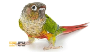 &Oslash;&uml;&Oslash;&sect; &Oslash;&uml;&Ucirc;&OElig;&Ugrave;&hellip;&Oslash;&sect;&Oslash;&plusmn;&Ucirc;&OElig;&acirc;&euro;&OElig;&Ugrave;&Dagger;&Oslash;&sect;&Ucirc;&OElig; &Oslash;&acute;&Oslash;&sect;&Ucirc;&OElig;&Oslash;&sup1; &Oslash;&middot;&Ugrave;&circ;&Oslash;&middot;&Ucirc;&OElig; &Uacute;&macr;&Oslash;&plusmn;&Ucirc;&OElig;&Ugrave;&dagger;&Uacute;&dagger;&Ucirc;&OElig;&Uacute;&copy; &Oslash;&cent;&Oslash;&acute;&Ugrave;&dagger;&Oslash;&sect; &Oslash;&acute;&Ugrave;&circ;&Ucirc;&OElig;&Oslash;&macr; &Ugrave;&circ; &Oslash;&sect;&Oslash;&sup2; &Oslash;&cent;&Ugrave;&dagger;&acirc;&euro;&OElig;&Ugrave;&Dagger;&Oslash;&sect; &Oslash;&not;&Ugrave;&bdquo;&Ugrave;&circ;&Uacute;&macr;&Ucirc;&OElig;&Oslash;&plusmn;&Ucirc;&OElig; &Uacute;&copy;&Ugrave;&dagger;&Ucirc;&OElig;&Oslash;&macr;