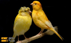 Ø¢Ø´Ù†Ø§ÛŒÛŒ Ø¨Ø§ Ù‚Ù†Ø§Ø±ÛŒ Ùˆ Ø¬ÙØª Ú¯ÛŒØ±ÛŒ Ø¢Ù†â€ŒÙ‡Ø§