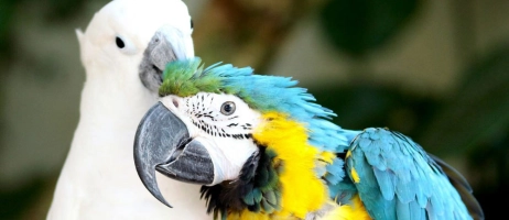 معرفی انواع پرندگان سخنگو در سراسر جهان