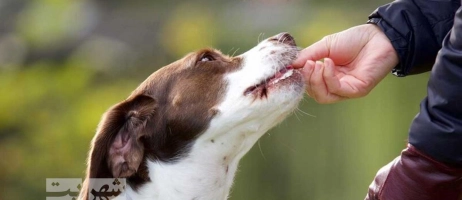 معرفی 5 برند بهترین تشویقی مناسب برای سگ