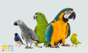 &Ugrave;&hellip;&Oslash;&sup1;&Oslash;&plusmn;&Ugrave;&Ucirc;&OElig; &Ugrave;&dagger;&Uacute;&tilde;&Oslash;&sect;&Oslash;&macr;&Ugrave;&Dagger;&Oslash;&sect;&Ucirc;&OElig; &Ugrave;&hellip;&Oslash;&shy;&Oslash;&uml;&Ugrave;&circ;&Oslash;&uml; &Oslash;&shy;&Ucirc;&OElig;&Ugrave;&circ;&Oslash;&sect;&Ugrave;&dagger;&Oslash;&sect;&Oslash;&ordf; &Oslash;&reg;&Oslash;&sect;&Ugrave;&dagger;&Uacute;&macr;&Ucirc;&OElig; &Ugrave;&circ; &Ugrave;&circ;&Ucirc;&OElig;&Uacute;&tilde;&Uacute;&macr;&Ucirc;&OElig;&acirc;&euro;&OElig;&Ugrave;&Dagger;&Oslash;&sect;&Ucirc;&OElig; &Ugrave;&hellip;&Ugrave;&dagger;&Oslash;&shy;&Oslash;&micro;&Oslash;&plusmn;&Oslash;&uml;&Ugrave;&Dagger;&acirc;&euro;&OElig;&Ugrave;&Oslash;&plusmn;&Oslash;&macr;&Oslash;&acute;&Oslash;&sect;&Ugrave;&dagger;