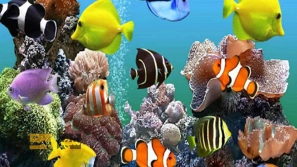 Ù
عرÙÛ ÙÚØ§Ø¯ÙØ§Û Ù
ØØ¨Ùب ØÛÙØ§Ùات خاÙÚ¯Û Ù ÙÛÚÚ¯ÛâÙØ§Û Ù
ÙØØµØ±Ø¨ÙâÙØ±Ø¯Ø´Ø§Ù