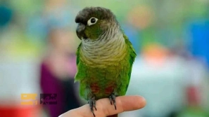 &Oslash;&uml;&Oslash;&sect; &Oslash;&uml;&Ucirc;&OElig;&Ugrave;&hellip;&Oslash;&sect;&Oslash;&plusmn;&Ucirc;&OElig;&acirc;&euro;&OElig;&Ugrave;&Dagger;&Oslash;&sect;&Ucirc;&OElig; &Oslash;&acute;&Oslash;&sect;&Ucirc;&OElig;&Oslash;&sup1; &Oslash;&middot;&Ugrave;&circ;&Oslash;&middot;&Ucirc;&OElig; &Uacute;&macr;&Oslash;&plusmn;&Ucirc;&OElig;&Ugrave;&dagger;&Uacute;&dagger;&Ucirc;&OElig;&Uacute;&copy; &Oslash;&cent;&Oslash;&acute;&Ugrave;&dagger;&Oslash;&sect; &Oslash;&acute;&Ugrave;&circ;&Ucirc;&OElig;&Oslash;&macr; &Ugrave;&circ; &Oslash;&sect;&Oslash;&sup2; &Oslash;&cent;&Ugrave;&dagger;&acirc;&euro;&OElig;&Ugrave;&Dagger;&Oslash;&sect; &Oslash;&not;&Ugrave;&bdquo;&Ugrave;&circ;&Uacute;&macr;&Ucirc;&OElig;&Oslash;&plusmn;&Ucirc;&OElig; &Uacute;&copy;&Ugrave;&dagger;&Ucirc;&OElig;&Oslash;&macr;