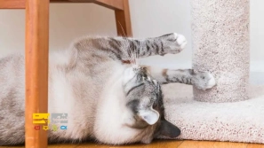 &Oslash;&plusmn;&Oslash;&sect;&Ugrave;&Dagger;&Ugrave;&dagger;&Ugrave;&hellip;&Oslash;&sect;&Ucirc;&OElig; &Oslash;&sect;&Ugrave;&dagger;&Oslash;&ordf;&Oslash;&reg;&Oslash;&sect;&Oslash;&uml; &Oslash;&macr;&Oslash;&plusmn;&Oslash;&reg;&Oslash;&ordf; &Uacute;&macr;&Oslash;&plusmn;&Oslash;&uml;&Ugrave;&Dagger; &Oslash;&sect;&Oslash;&sup3;&Oslash;&ordf;&Oslash;&sect;&Ugrave;&dagger;&Oslash;&macr;&Oslash;&sect;&Oslash;&plusmn;&Oslash;&macr; | &Ugrave;&dagger;&Uacute;&copy;&Oslash;&sect;&Oslash;&ordf;&Ucirc;&OElig; &Uacute;&copy;&Ugrave;&Dagger; &Ugrave;&sbquo;&Oslash;&uml;&Ugrave;&bdquo; &Oslash;&sect;&Oslash;&sup2; &Oslash;&reg;&Oslash;&plusmn;&Ucirc;&OElig;&Oslash;&macr; &Oslash;&uml;&Oslash;&sect;&Ucirc;&OElig;&Oslash;&macr; &Oslash;&uml;&Oslash;&macr;&Oslash;&sect;&Ugrave;&dagger;&Ucirc;&OElig;&Oslash;&macr;!