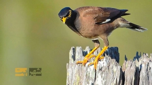 Ø¯Ø±Ø¨Ø§Ø±Ù‡ Ù…Ø±Øº Ù…ÛŒÙ†Ø§ Ùˆ Ø±Ø¹Ø§ÛŒØª Ù†Ú©Ø§Øª ØºØ°Ø§ Ùˆ ØªÙ‚ÙˆÛŒØªÛŒ Ø¢Ù†!