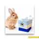 Petite Pet Camera دوربین کنترل حیوانات Petite