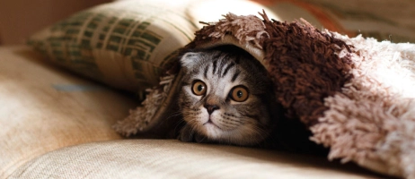 چگونه استرس گربه را کم کنیم؟ معرفی 11 نشانه