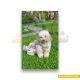  لباس حیوانات سگ داگی دالی<br>DoggyDolly Pet Clothes