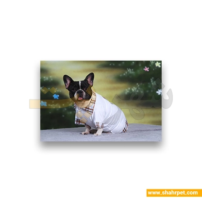 لباس حیوانات سگ داگی دالی<br>DoggyDolly Pet Clothes
