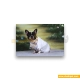  لباس حیوانات سگ داگی دالی<br>DoggyDolly Pet Clothes