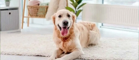 ۲۵ نژاد سگ محبوب در ایالات متحده آمریکا در سال ۲۰۲۴