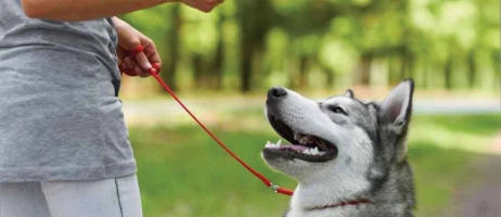 چگونه سگ را تربیت کنیم؟