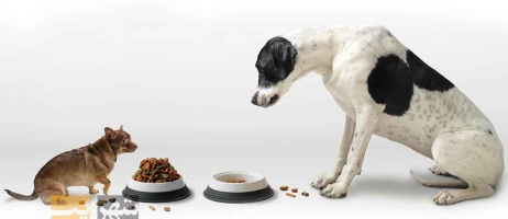 بهترین تغذیه برای حیوانات خانگی و انواع آن