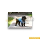  لباس حیوانات سگ داگی دالی<br>DoggyDolly Pet Clothes