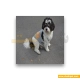  لباس حیوانات سگ داگی دالی<br>DoggyDolly Pet Clothes