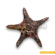 دکور آکواریوم ستاره دریایی بزرگ