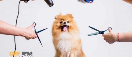 بهترین لوازم آرایشی و بهداشتی برای سگ‌ها