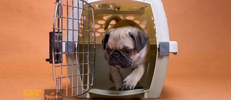 راهنمایی برای حمل سگ خانگی