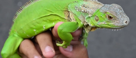 هرآن‌چه لازم است درباره ایگوانا خانگی بدانید!