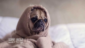 Ûµ ÙØ´Ø§ÙÙ Ø§ÙØ³Ø±Ø¯Ú¯Û در سگ ÙØ§