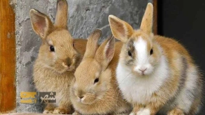 &Ucirc;&plusmn;&Ucirc;&deg; &Ugrave;&dagger;&Uacute;&copy;&Oslash;&ordf;&Ugrave;&Dagger; &Ugrave;&hellip;&Ugrave;&Dagger;&Ugrave;&hellip; &Oslash;&uml;&Oslash;&plusmn;&Oslash;&sect;&Ucirc;&OElig; &Oslash;&sect;&Oslash;&not;&Oslash;&ordf;&Ugrave;&hellip;&Oslash;&sect;&Oslash;&sup1;&Ucirc;&OElig; &Uacute;&copy;&Oslash;&plusmn;&Oslash;&macr;&Ugrave;&dagger; &Oslash;&reg;&Oslash;&plusmn;&Uacute;&macr;&Ugrave;&circ;&Oslash;&acute; &Oslash;&ordf;&Oslash;&plusmn;&Oslash;&sup3;&Ugrave;&circ; &Ugrave;&circ; &Oslash;&reg;&Oslash;&not;&Oslash;&sect;&Ugrave;&bdquo;&Oslash;&ordf;&Ucirc;&OElig;
