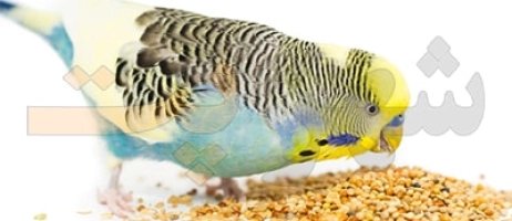 تغذیه مناسب پرندگان خانگی کدام است؟