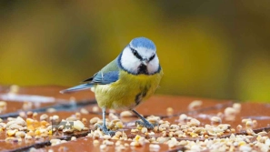 Ø¨ÙØªØ±ÛÙ ØºØ°Ø§Û Ù¾Ø±ÙØ¯Ù خاÙÚ¯Û ÚÛØ³ØªØ Ù
Ø²Ø§ÛØ§Ø Ù
Ø¹Ø§ÛØ¨ Ù Ù
عرÙÛ Ø¨Ø±ÙØ¯