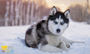 Ù…Ø¹Ø±ÙÛŒ Ú©Ø§Ù…Ù„ØŒ Ù†Ø­ÙˆÙ‡ Ù†Ú¯Ù‡Ø¯Ø§Ø±ÛŒ Ùˆ ØªØºØ°ÛŒÙ‡ Ù†Ú˜Ø§Ø¯ Ø³Ú¯ Ù‡Ø§Ø³Ú©ÛŒ