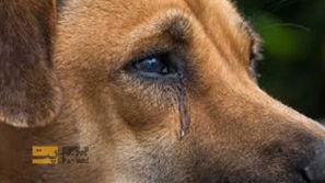 چه مواقعی سگ ها گریه می کنند؟