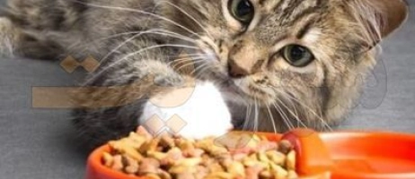 غذاهای ممنوعه برای گربه شما کدامند؟