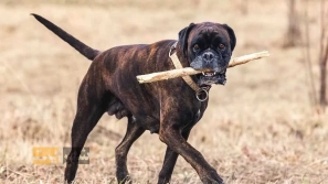 ÙÙØ§Ø¯Ø§Ø±ØªØ±ÛÙ ÙÚØ§Ø¯ÙØ§Û Ø³Ú¯ در دÙÛØ§ | Ù
عرÙÛ Û±Û° ÙÚØ§Ø¯ سگ با عش٠Ù
اداÙ
âØ§ÙØ¹Ù
ر Ø¨Ù Ø§ÙØ³Ø§Ù