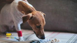 &Ugrave;&sbquo;&Oslash;&plusmn;&Oslash;&micro; &Ugrave;&frac34;&Ucirc;&OElig;&Ugrave;&hellip;&Ugrave;&circ;&Oslash;&uml;&Ugrave;&dagger;&Oslash;&macr;&Oslash;&sect;&Ugrave;&dagger; &Uacute;&dagger;&Ucirc;&OElig;&Oslash;&sup3;&Oslash;&ordf;&Oslash;&Yuml; &Uacute;&copy;&Oslash;&sect;&Oslash;&plusmn;&Oslash;&uml;&Oslash;&plusmn;&Oslash;&macr;&Oslash;&OElig; &Oslash;&macr;&Ugrave;&circ;&Oslash;&sup2; &Ugrave;&hellip;&Oslash;&micro;&Oslash;&plusmn;&Ugrave; &Ugrave;&circ; &Oslash;&sup1;&Ugrave;&circ;&Oslash;&sect;&Oslash;&plusmn;&Oslash;&para; &Oslash;&sect;&Oslash;&shy;&Oslash;&ordf;&Ugrave;&hellip;&Oslash;&sect;&Ugrave;&bdquo;&Ucirc;&OElig;!