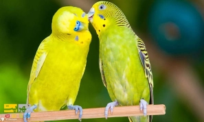 Û±Û° ÙÚ©ØªÙ Ø·ÙØ§ÛÛ Ø¨Ø±Ø§Û ØªØ±Ø¨ÛØª Ù
رغ Ø¹Ø´Ù Ø¯Ø³Øªâ Ø¢Ù
ÙØ²