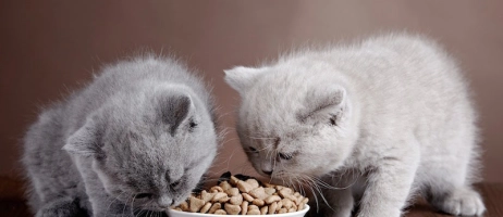فواید استفاده از غذای خشک برای سگ ها و گربه ها