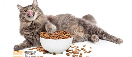 غذای خشک گربه: بهترین گزینه برای سلامتی گربه‌ شما