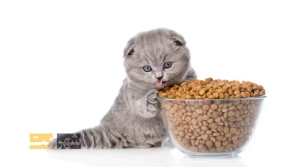 &Oslash;&uml;&Ugrave;&Dagger;&Oslash;&ordf;&Oslash;&plusmn;&Ucirc;&OElig;&Ugrave;&dagger; &Oslash;&ordm;&Oslash;&deg;&Oslash;&sect;&Ucirc;&OElig; &Oslash;&reg;&Oslash;&acute;&Uacute;&copy; &Uacute;&macr;&Oslash;&plusmn;&Oslash;&uml;&Ugrave;&Dagger; &Ugrave;&frac34;&Oslash;&plusmn;&Oslash;&acute;&Ucirc;&OElig;&Ugrave;&dagger;: &Oslash;&uml;&Oslash;&plusmn;&Oslash;&plusmn;&Oslash;&sup3;&Ucirc;&OElig; &Uacute;&copy;&Oslash;&sect;&Ugrave;&hellip;&Ugrave;&bdquo; &Ucirc;&micro; &Oslash;&uml;&Oslash;&plusmn;&Ugrave;&dagger;&Oslash;&macr; &Ugrave;&hellip;&Oslash;&shy;&Oslash;&uml;&Ugrave;&circ;&Oslash;&uml;