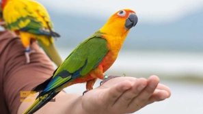 Ø¨ÙØªØ±ÛÙ ØºØ°Ø§Û Ù¾Ø±ÙØ¯Ù خاÙÚ¯Û ÚÛØ³ØªØ Ù
Ø²Ø§ÛØ§Ø Ù
Ø¹Ø§ÛØ¨ Ù Ù
عرÙÛ Ø¨Ø±ÙØ¯