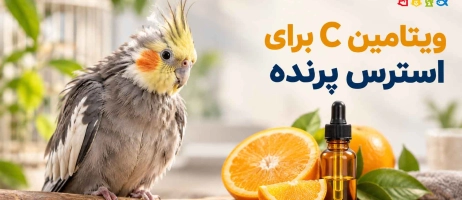 ویتامین C برای استرس پرنده مفید است؟