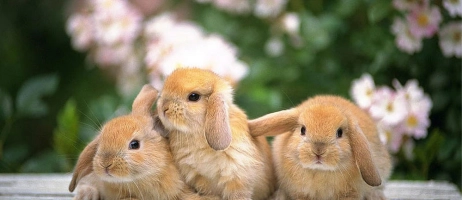 همه چیز در مورد خرگوش‌ ها و خصوصیات آن‌ ها!