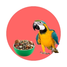 غذای پرنده