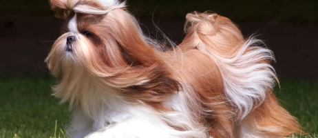 معرفی سگ شیتزو و طول عمر آن