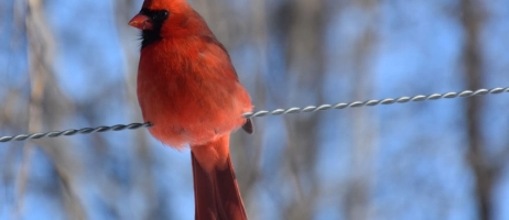 نقش پرندگان در محیط زیست و زندگی ما انسانها