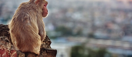 دانستنی های جالب درباره  میمون ها