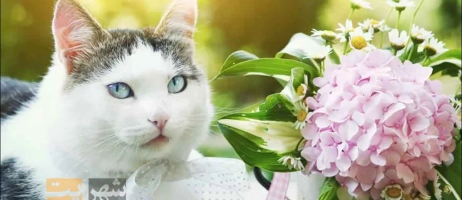آیا گل ادریسی یا هایدرانژا برای گربه ها سمی هستند؟